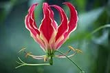 Huifang 15 piezas de planta de lirio Gloriosa