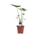 Planta de interior de Botanicly – Oreja de elefante – Altura: 70 cm – Alocasia Zebrina