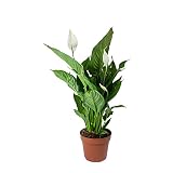DECOALIVE Spathiphyllum Planta Natural Lirio de la Paz o Espatifilo Planta de Interior, 8436601570031
