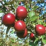 Manzana manzana roja amor de frutas carnes rojas, árboles frutales en macetas se pueden plantar árboles frutales 50 semillas / Paquete
