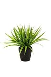 Artplants Set 8 x Carrizo de plástico ARIANO, Verde, 30cm - Carrizo Artificial/Planta Decorativa