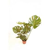 VERDECORA - Planta Natural - Costilla de Adán o Monstera Deliciosa - Maceta 13cm | Altura 40 - 55cm