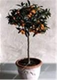 Bloom Green Co. 30 pcs/bolsa Enano Kumquat Balcn Patio Bonsai Jugosa Naranja Ãrbol frutal Planta Exterior Ctricos dulces Planta Seedfor Maceta: 4