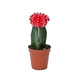 DECOALIVE Mini Cactus Injertado Rojo Gymnocalycium Mihanovichii Cactus de Interior (8436601573636)