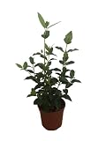 Planta en maceta de DURILLO (Viburnum tinus) alt. aprox 50cm de Viveros La Berrocosa