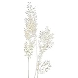 Matches21 Ruscus - Planta seca para ratones (300 g, blanqueada)