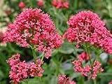 Huifang 10 semillas de flores de barba de Júpiter
