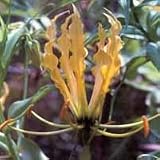 Plant World Seeds - Gloriosa Lutea Seeds