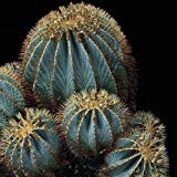 Semillas azul Cactus de barril (Ferocactus glaucescens) 20 + 40 + (Semillas)