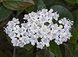 25 Semillas de Durillo (Viburnum tinus)
