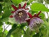 Radny 10 semillas de plantas de Granadilla