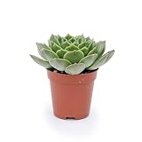 Echeveria Agavoides Miranda Mini Rosa de Alabastro 5cm Natural