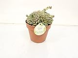 Cactus y suculento de Botanicly – Rosa de Alabastro – Altura: 15 cm – Echeveria