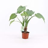Plantas de interior de Botanicly – 2 × Oreja de Elefante – Altura: 40 cm – Alocasia Cucullata
