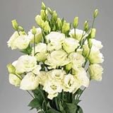 prime vista Blanco Eustoma Grandiflorum Bonsai 100 piezas Lisianthus Flower Bonsai Planta ornamental perenne Sementes de flores FÃ¡cil de cultivar: 3