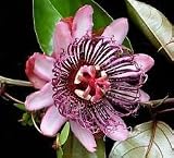 ambigua pasionaria | Granadilla de montaña | 10_Seeds