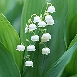 Planta decorativa mágica,Hermosas flores cultivadas en casa,Bulbo de lirio de los valles,Flores pequeñas y delicadas,Plantar ahora-20 Bulbos