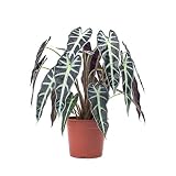 Alocasia Polly Planta Oreja de Elefante 30cm en Maceta de 12cm Natural