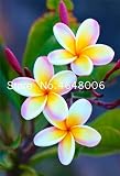 Bloom Green Co. 100 Unids Jardín Plumeria Bonsai Frangipani Color Mezclado Huevo Flor Rubra Decoración de Flores Romance Bonsai Planta Jardín Bricolaje Hogar: 8