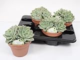 Cactus y suculento de Botanicly – Rosa de Alabastro – Altura: 15 cm – Echeveria