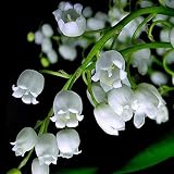 12 piezas de bulbos de lirio blanco de los valles Convallaria Majalis Bell Orquídea flor bulbos perennes para plantación de jardín al aire libre