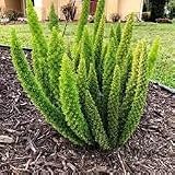 zumari Planta de helechos cola de zorra 60 piezas