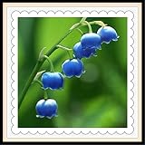 Rizoma de lirio de los valles,Flores pequeñas y delicadas,Planta decorativa mágica,Planta perenne-20 Rizomas,B