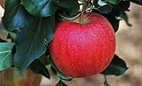 Arbol Natural de Manzana Roja - Altura aprox. 1'50m. - Planta viva