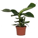 Platanera de Interior Planta Natural para Decorar el Hogar Bananera Mini