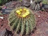 Ferocactus glaucescens cactus raro cactus semillas 20 semillas