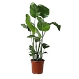 Planta de interior de Botanicly – Ave del Paraíso – Altura: 90 cm – Strelitzia Augusta