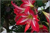 Bulbos De Amarilis, Amarilis Tiene Un Color Hermoso, Un Aroma Encantador Y Hermosos Bulbos De Plantas Especiales. Bulbos Fuertes Y Resistentes Al Frío-2-Amaryllis,Rojo .
