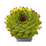 Siempreviva 10cm Sepervivum Tectorum Planta Natural en Maceta