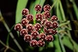 1 planta de Hoya WAYETII flor de cera maceta 12 cm Perenni