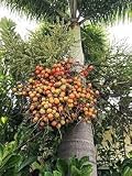 Huifang 5 semillas de plantas de palma cola de zorra