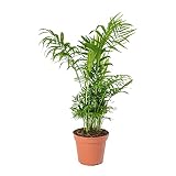Chamaedorea Elegans DECOALIVE Palmera de Salón Camadorea Palmera de Interior Planta Natural,