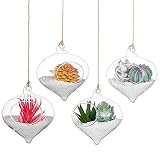 Nuptio Maceta Colgante Vidrio de 4 Piezas, Soportes Plantas Colgantes de Aire, Terrarios Contenedores de Plantas Globo Colgante de Vidrio para Plantas, Plantas Suculentas o Pequeñas Decoración