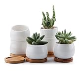 T4U 7cm Cerámico Colección Blanca Suculento Maceta Cactus Flor Macetas Envase Plantas con Bandejas de Conjunto de 6