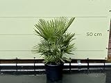Palmera enano – 70/90 cm – invierno duro – Chamaerops Humilis