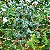 Aamish Planta de aceite de ricino 20 piezas