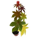 Ricino 10cm Ricinus Communis Planta Natural en Maceta Pequeña