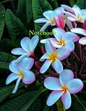 Pink Frangipani plant: Wide ruled composition notebook: 110 lined paper wide-ruled notebook 8.5' x 11' school supplies