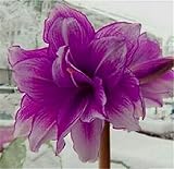 Bulbos de amarilis /Hippeastrum bulbos/ purifica el aire Las plantas florecen Hermosos capullos Floración de flores llenas, frescas y fragantes