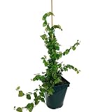 PLANTA NATURAL FICUS PUMILA M17 50CM PLANTA NATURAL PERFECTA PARA INTERIOR Y EXTERIOR