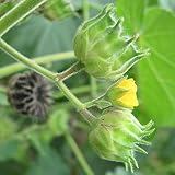 50 Semillas Abutilon theophrasti (Yute chino u Hoja terciopelo)