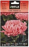 Clavel Chabaud ROSA