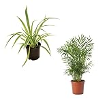 Pack Chamaedorea Elegans y Planta Lazo de Amor o Cinta