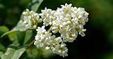 15 Semillas de Aligustre (Ligustrum Lucidum)