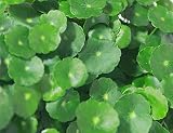 Semillas de Pennywort 100+ (Hydrocotyle Chinensis) Plantas acuáticas orgánicas Monedas fáciles de cultivar Dinero Semillas de hierba para piscinas de estanques de jardín Plantación de bonsáis en casa