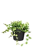 EVRGREEN Planta de interior higo trepador en hidroponía con maceta negra como set | ficus pumila